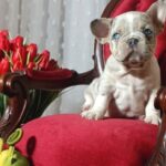 Kamila-female-french-bulldog-puppy-for-sale-1 (4)