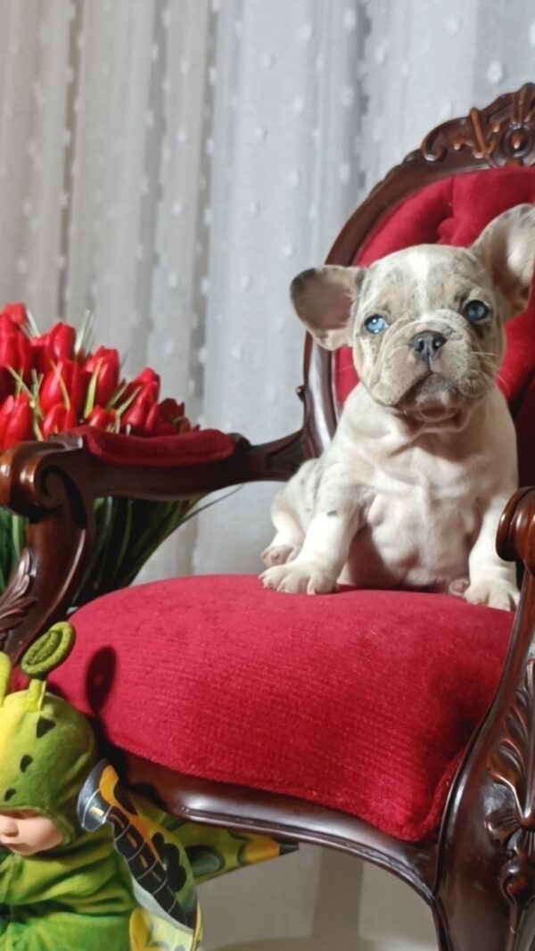 Kamila French Bulldog Kamila French Bulldog