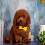 Karat-male-Poodle-puppy-for-sale-1