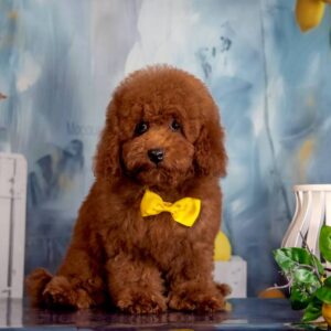 Karat Toy Poodle Karat Toy Poodle