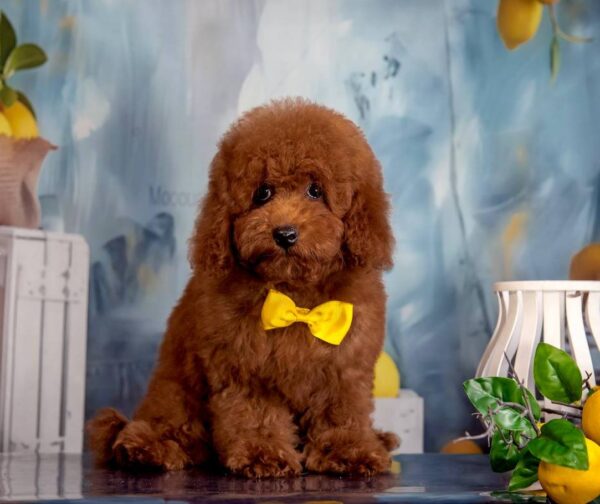 Karat Toy Poodle Karat Toy Poodle