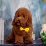 Karat-male-Poodle-puppy-for-sale-2