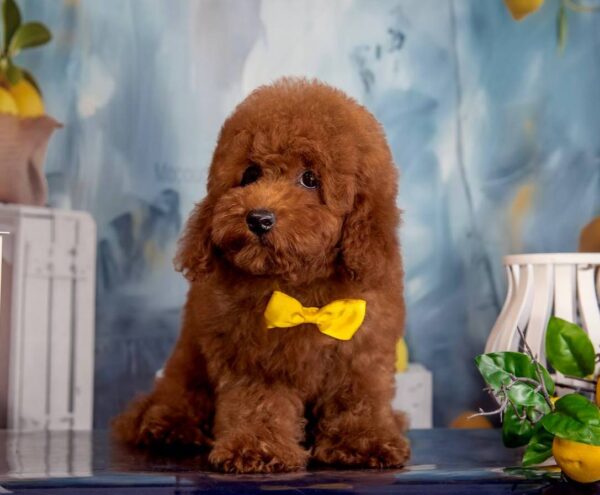 Karat Toy Poodle Karat Toy Poodle