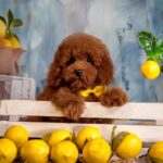 Karat-male-Poodle-puppy-for-sale-3