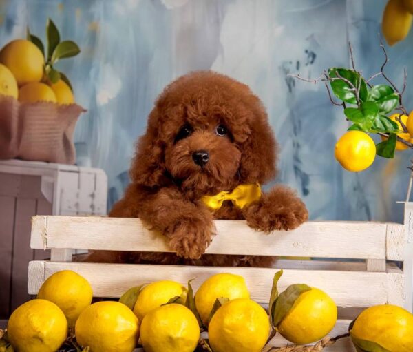Karat Toy Poodle Karat Toy Poodle