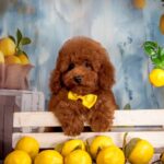 Karat-male-Poodle-puppy-for-sale-4