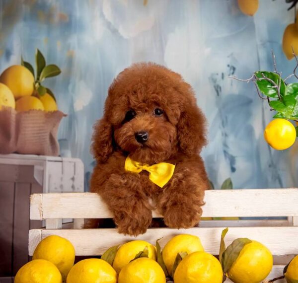 Karat Toy Poodle Karat Toy Poodle