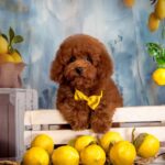 Karat-male-Poodle-puppy-for-sale-5