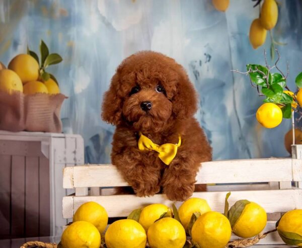 Karat Toy Poodle Karat Toy Poodle