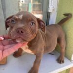 Karma-female-American-Bully-puppy-for-sale-2
