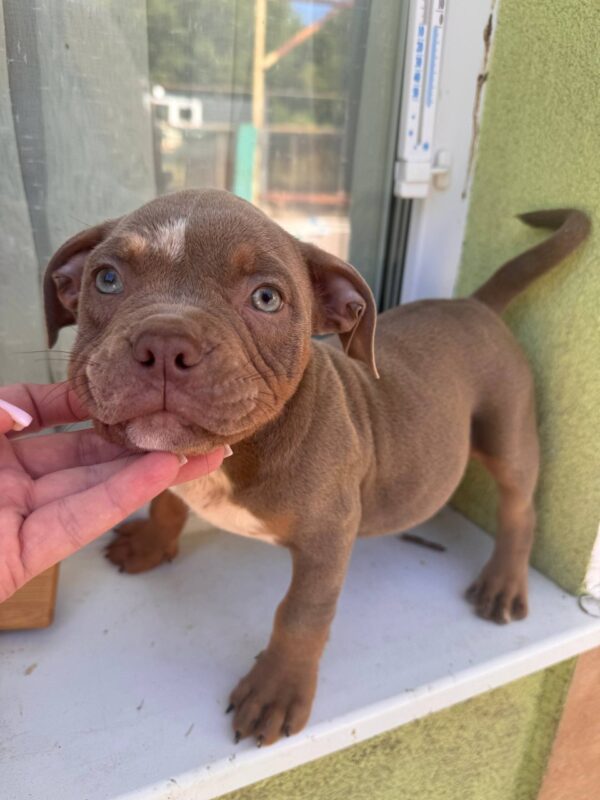 Karma American Bully Karma American Bully