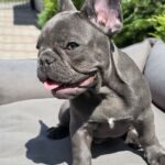 Karo-male-french-bulldog-puppy-for-sale-1 (1)