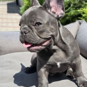 Karo French Bulldog Karo French Bulldog