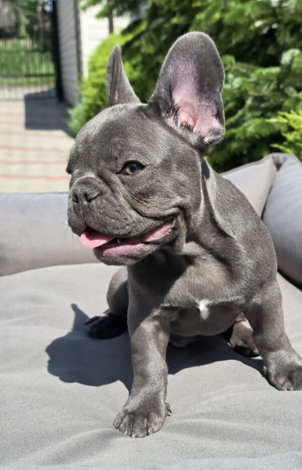 Karo French Bulldog Karo French Bulldog