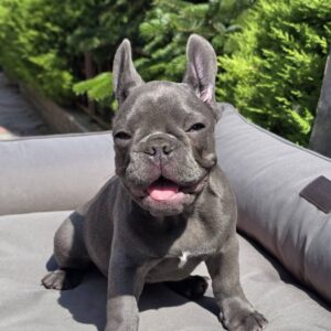 Karo French Bulldog Karo French Bulldog