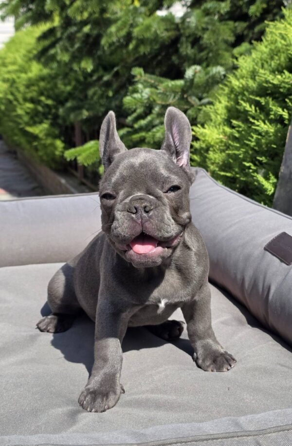 Karo French Bulldog Karo French Bulldog