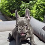 Karo-male-french-bulldog-puppy-for-sale-1 (3)