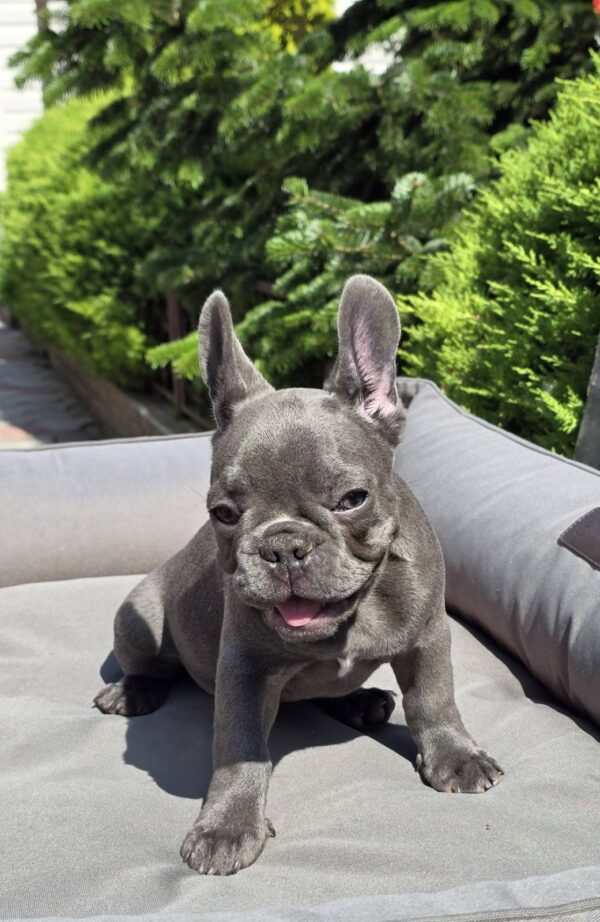 Karo French Bulldog Karo French Bulldog