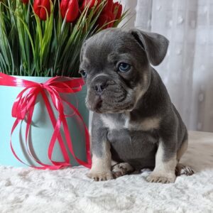 Kenaf French Bulldog Kenaf French Bulldog