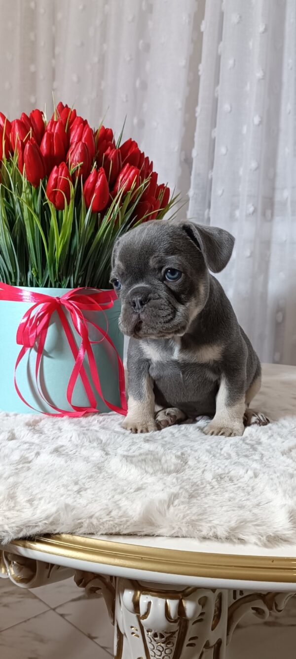 Kenaf French Bulldog Kenaf French Bulldog