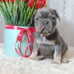 Kenaf-male-french-bulldog-puppy-for-sale-1 (2)