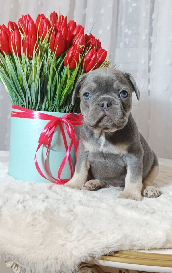 Kenaf French Bulldog Kenaf French Bulldog