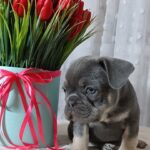 Kenaf-male-french-bulldog-puppy-for-sale-1 (3)