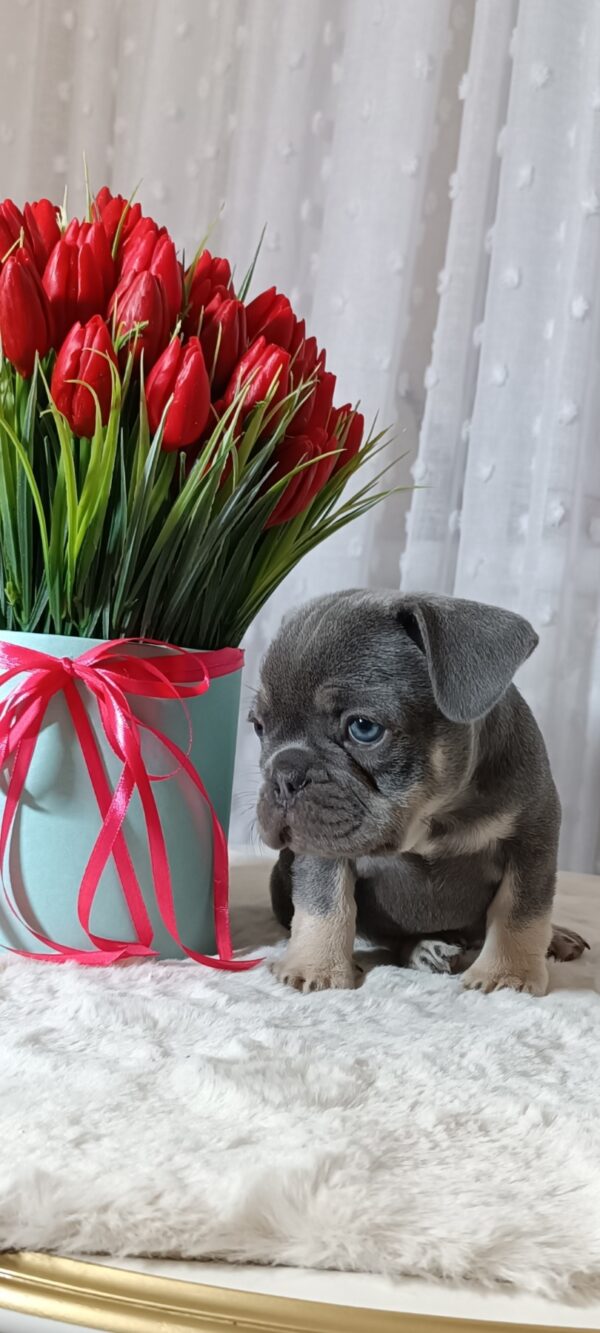 Kenaf French Bulldog Kenaf French Bulldog