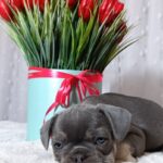 Kenaf-male-french-bulldog-puppy-for-sale-1 (4)