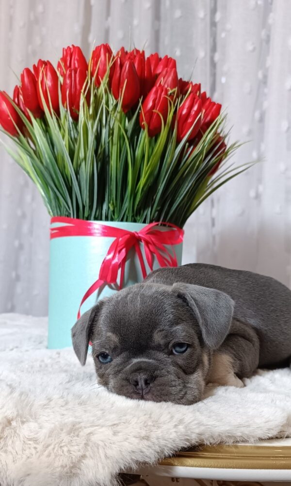 Kenaf French Bulldog Kenaf French Bulldog