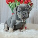 Kenaf-male-french-bulldog-puppy-for-sale-1 (5)