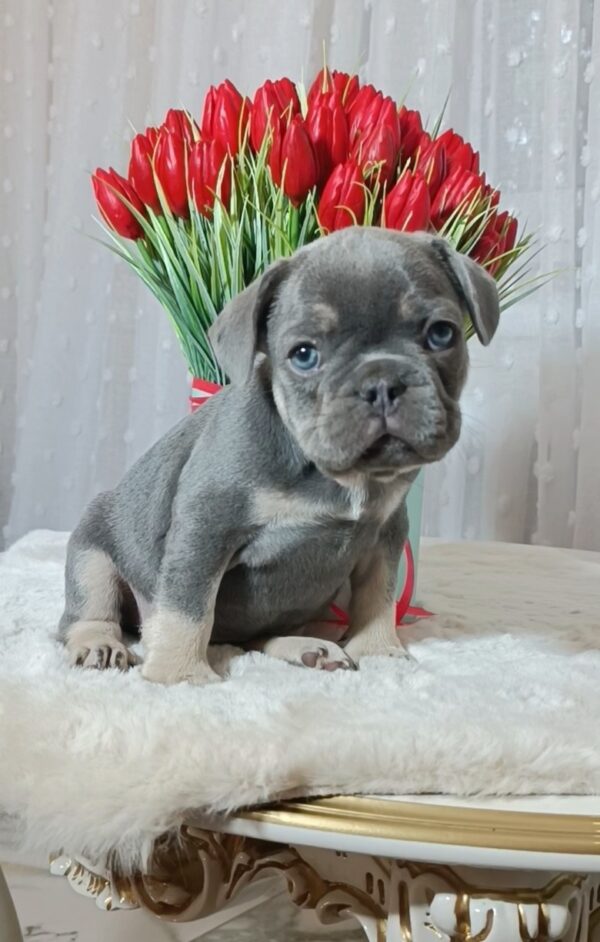 Kenaf French Bulldog Kenaf French Bulldog