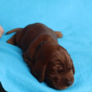 Kenai Irish Setter Kenai Irish Setter
