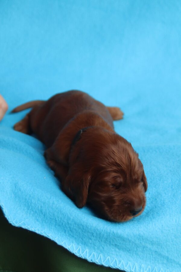 Kenai Irish Setter Kenai Irish Setter