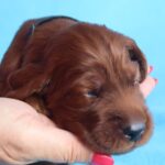 Kenai-male-Irish-Setter-puppy-for-sale (2)