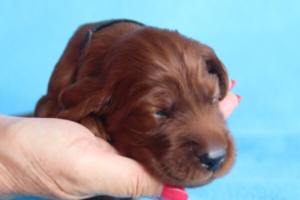 Kenai Irish Setter Kenai Irish Setter