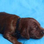 Kenai-male-Irish-Setter-puppy-for-sale (3)