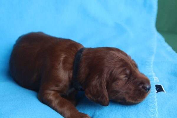 Kenai Irish Setter Kenai Irish Setter