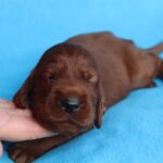 Kenai-male-Irish-Setter-puppy-for-sale (4)