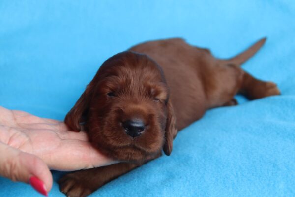 Kenai Irish Setter Kenai Irish Setter