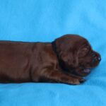 Kenai-male-Irish-Setter-puppy-for-sale (5)