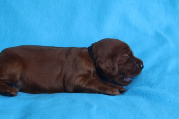 Kenai Irish Setter Kenai Irish Setter