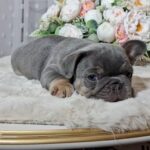 Kenii-male-french-bulldog-puppy-for-sale-1 (1)