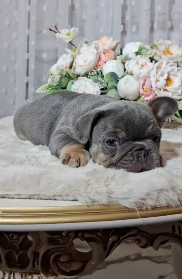 Kenii French Bulldog Kenii French Bulldog