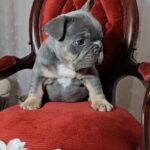 Kenii-male-french-bulldog-puppy-for-sale-1 (2)