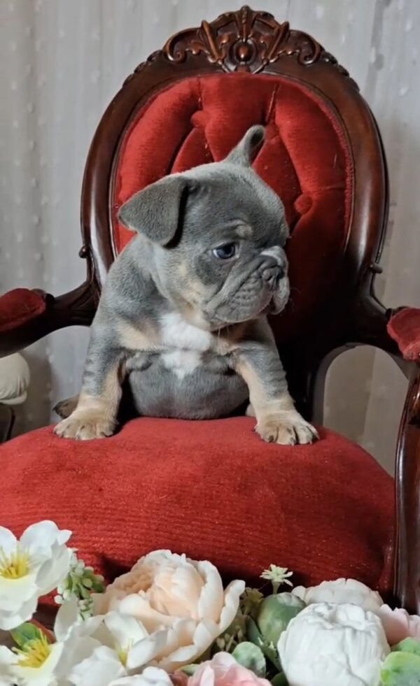 Kenii French Bulldog Kenii French Bulldog