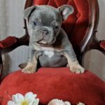 Kenii-male-french-bulldog-puppy-for-sale-1 (3)