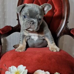 Kenii French Bulldog Kenii French Bulldog