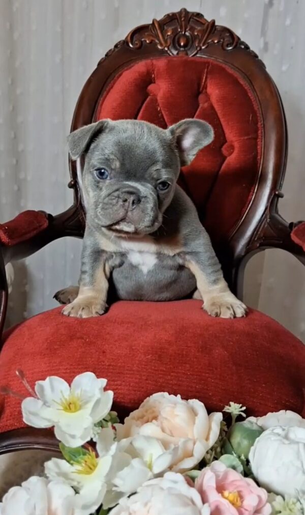 Kenii French Bulldog Kenii French Bulldog
