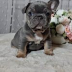 Kenii-male-french-bulldog-puppy-for-sale-1 (4)